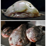 blobfish