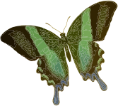 Papilio blumei