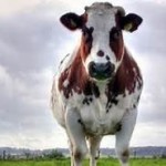 cow and pretty sky