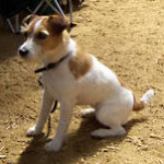 jack russell2