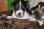 Jack-Russel Puppy "Emma" and her Momy