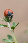 “Ladybug” aka ladybird beetle or lady beetle on weed