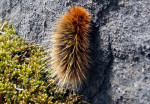 wooly bear